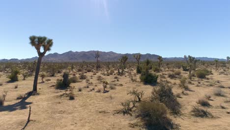 Joshua-Tree-4K-Drone-of-Desert-and-Cacti---very-low-shot-going-through-plantation