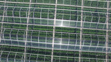 greenhouse-for-organic-plants