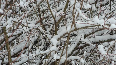 Close-up-shot-of-dead-winter-branches-covered-in-a-wet-heavy-snow
