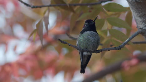 Front-view-of-hummingbird-close-up