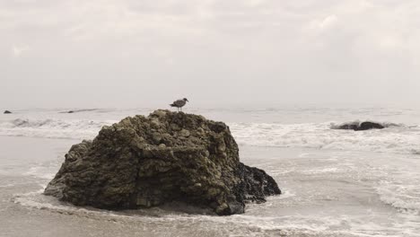 El-Matador-Beach-Waves-crashing-on-California-Sand-Seagulls-standing-on-rock