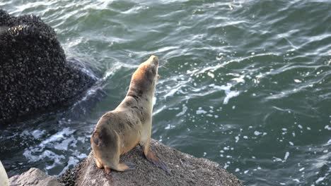 Baby-Sea-Lion-Jumping-Off-A-Rock-and-Diving-Under-The-Kelp-Forest
