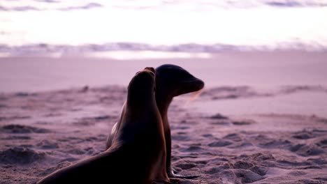 Zwei-Galapagos-Seelöwen,-Die-Sich-Während-Des-Sonnenuntergangs-Am-Strand-Von-San-Cristobal---Galapagos-Inseln---Paaren