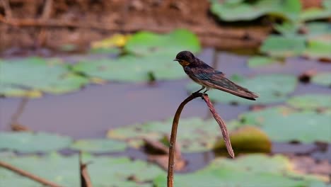 A-small-fast-moving-bird-which-is-found-almost-everywhere-in-the-world,-most-of-the-time-flying-around-to-catch-some-small-insects