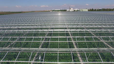 greenhouse-for-organic-plants