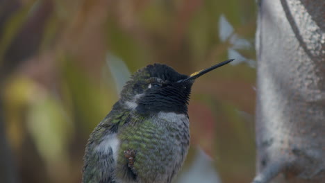 Close-up-side-profile-of-hummingbird