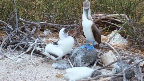 Blaufüßiger-Tölpel-Mit-Küken-Auf-Seinem-Nest-Und-Totem-Küken-Daneben---Nordseymour---Galapagos-Ecuador