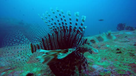 Rotfeuerfisch-Schwimmt-über-Felsenkorallenriff