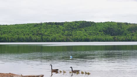wild-geese-at-lake-of-the-two-rivers-in-Algonquin-provincial-park