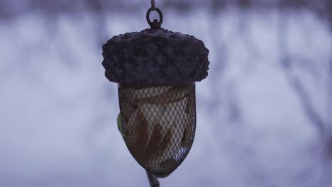 Great-tit-bird-is-feeding-from-a-nut-shaped-feeder-filled-with-white-bread-during-the-European-winter