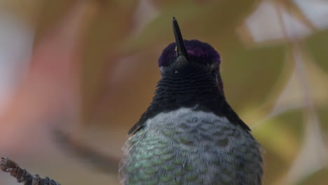 Extreme-close-up-of-hummingbird-face