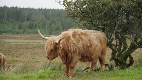 Highland-cattle-in-Scotland-posing-for-the-camera