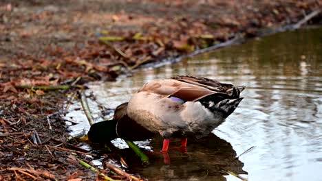 mallard-ducks-near-the-shore-of-a-lake