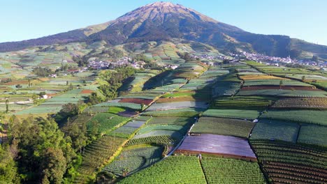 Aerial-view-of-vegetable-plantation-on-the-slope-of-mountain