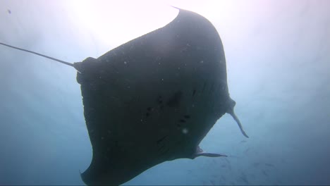 Manta-ray-flies-over-head-blocking-out-the-sun-and-away