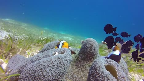 Nemo-Anemonenfische-Und-Molly-Fische-Auf-Teppichkorallen