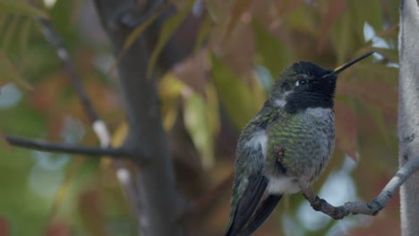 Side-profile-of-hummingbird-sitting-on-a-branch