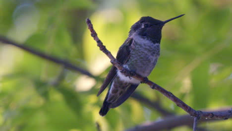 Close-up-side-profile-of-Hummingbird-slow-motion