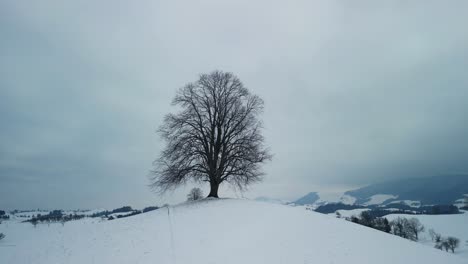 Atmosphärisches-Filmmaterial,-Das-Eine-Einzelne-Gewöhnliche-Linde-Auf-Einem-Schneebedeckten-Hügel-In-Der-Schweiz-Umkreist