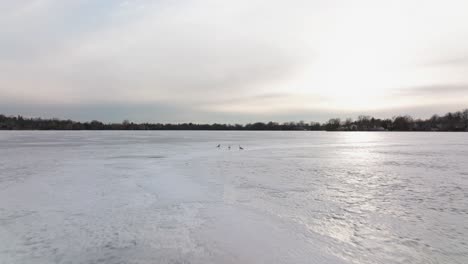 Frozen-Canadian-lake-Wilcox-near-Toronto-in-the-early-spring,-Drone-approaching-the-geese