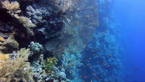 Gregorian-sea-fan-coral-at-the-end-of-a-beautiful-reef-wall-with-hard-and-soft-corals-all-over-it