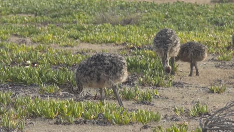 High-definition-shot-of-baby-ostriches-eating-off-the-ground