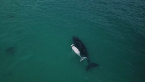 4k-Drone-shot-of-whale-with-albino-calf