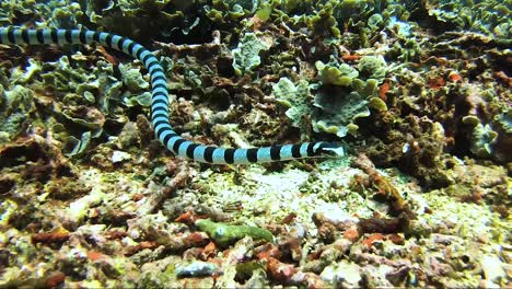 Banded-sea-snake-swims-towards-camera-on-a-colourful-reef