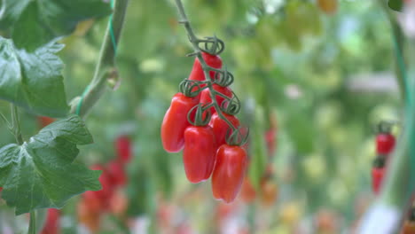 ripe-for-picking-red-tomatoes