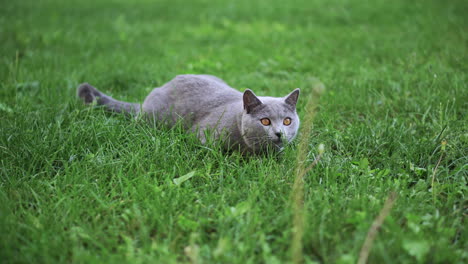 Un-Gato-Azul-Británico-De-Pelo-Corto-Tirado-En-La-Hierba-Verde-Y-Mirando-A-Su-Alrededor