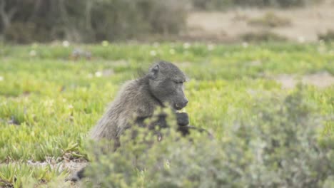 Wide-shot-of-baboon-eating-in-field
