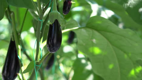 Close-up-of-aubergine-in-a-greenhouse