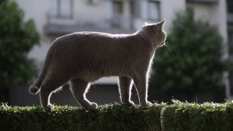 British-shorthair-blue-cat-walking-along-the-ledge-of-the-terrace,-the-ledge-covered-with-an-artificial-grass