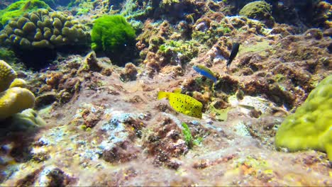 Gelber-Kastenfisch,-Der-Sich-Von-Der-Wunderschönen-Koralle-Ernährt