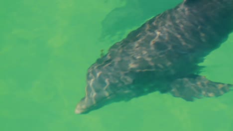 Delfinschwimmen-Teil-2