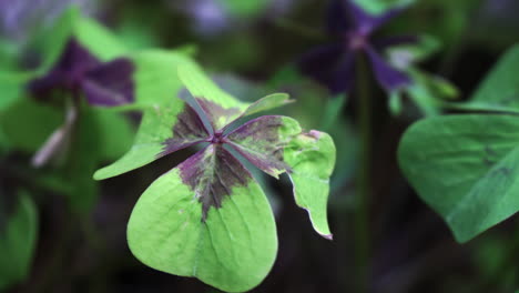 close-up-four-leaf-clover-with-a-damaged-leaf