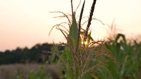 Mais-Mit-Sonnenuntergang-Im-Hintergrund-Schließen