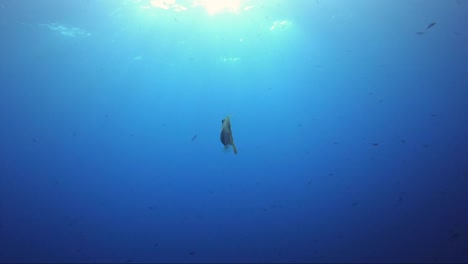 File-fish-swims-away-into-sunshine-in-tropical-blue-water-all-in-slow-motion