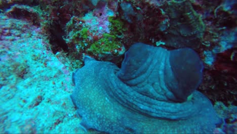 Oktopus-ändert-Seine-Farbe-Und-Bewegt-Sich-Zurück-Ins-Loch