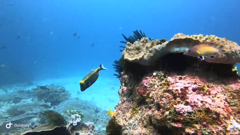 Blue-and-yellow-box-fish-acting-nervous-around-the-coral-reef