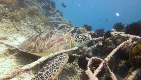 Turtle-sat-resting-chin-on-metal-cage-coral
