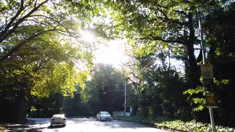 Driving-along-a-leafy-avenue-in-the-southern-suburbs-of-Cape-Town,-South-Africa-as-the-sunlight-breaks-through-the-leaves