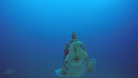 Tintenfische-Alleine-Im-Tropisch-Blauen-Wasser