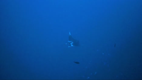 Manta-ray-glides-from-the-deep-blue-and-floats-past