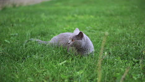British-shorthair-blue-cat-lying-on-green-grass-and-yawning,-licking-and-looking