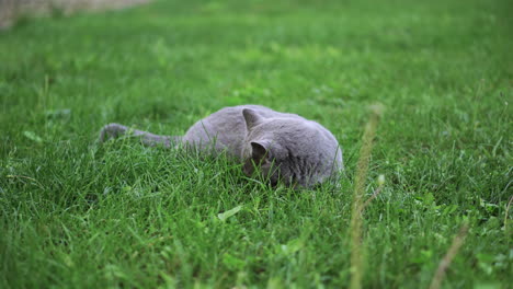 Eine-Britische-Kurzhaarige-Blaue-Katze,-Die-Auf-Grünem-Gras-Liegt-Und-Sich-Umschaut
