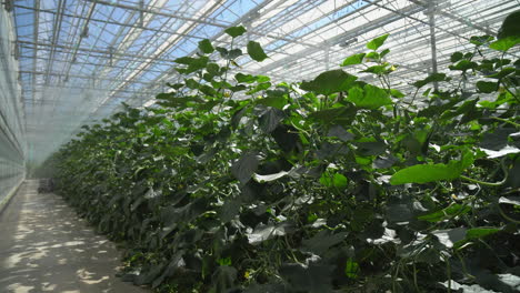 watering-moisturization-of-cucumber-plantation