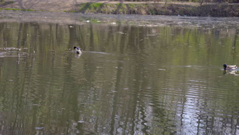 Patos-Nadando-En-Un-Lago