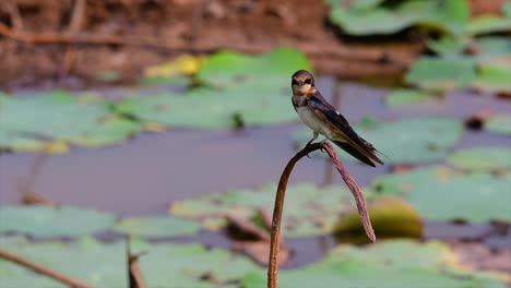 A-small-fast-moving-bird-which-is-found-almost-everywhere-in-the-world,-most-of-the-time-flying-around-to-catch-some-small-insects
