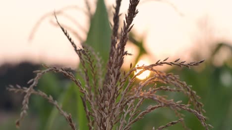 cornfield-with-sunset-in-the-background-close-up